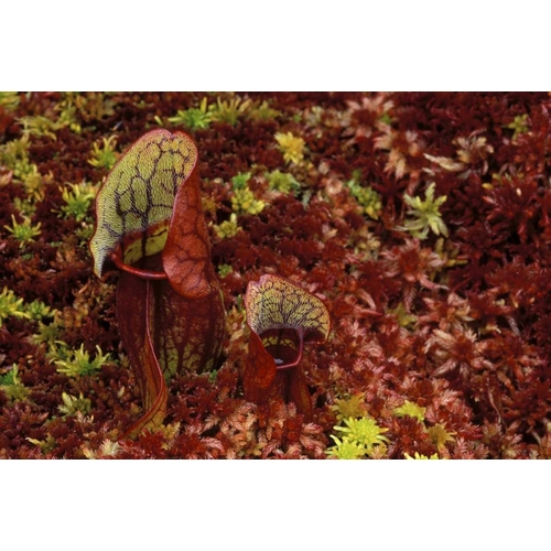 MI, Northern pitcher plants in sphagnum in autumn
